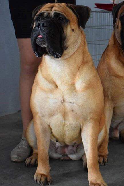 CHJ. PT, GIB.   CH. PT, ESP, GIB, HR, INT HAPPY DA CASA ALTO CRISTELO