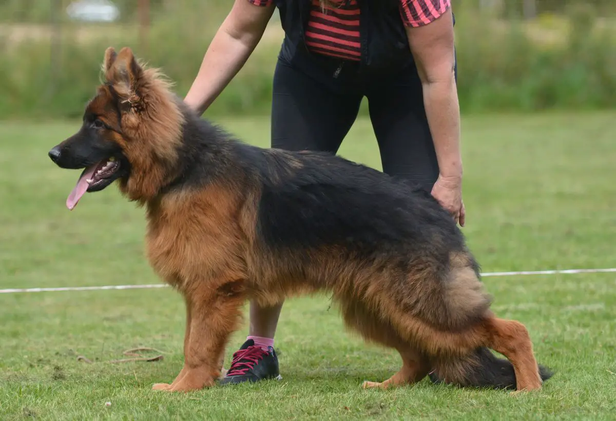 2x VV1, CZ Siegershow 2020 VV2 Sagann RO-KOP Bohemia
