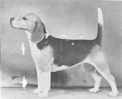 CH Doerr's Queen Echo