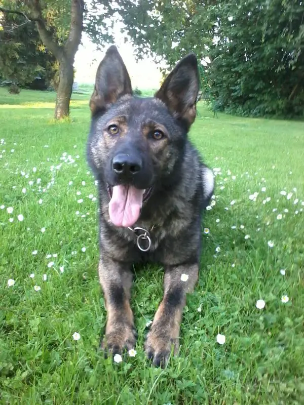 Alyscha Anmireto Moravia