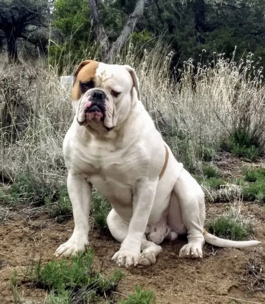 Eaton's King Brohm Bones of World Renowned American Bulldogs