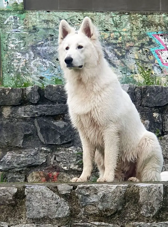 Rhaegar Targaryen of The White Company