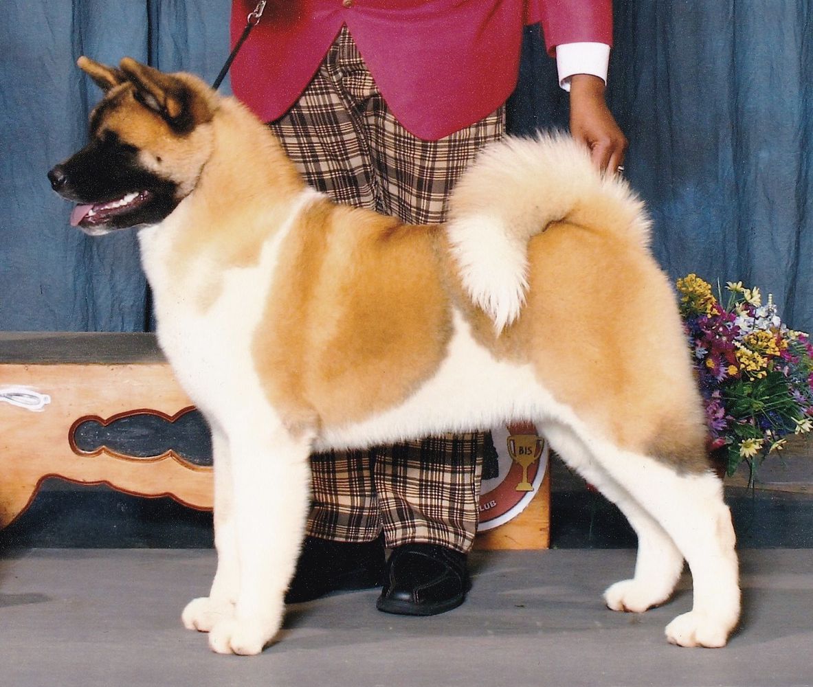 AKC CH CAS True And Noble