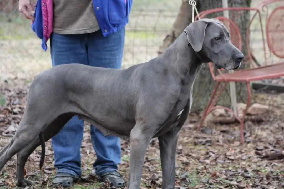 Triple”B”Blue Swayze Babe Love