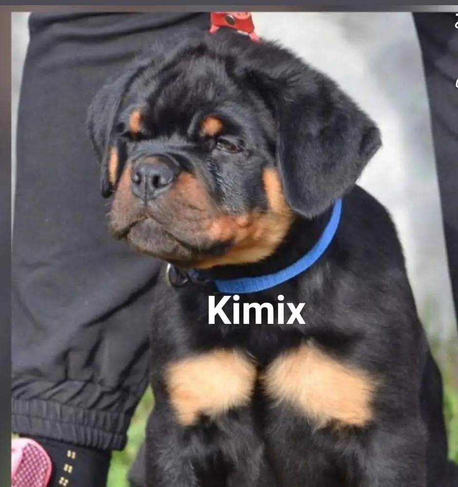 Hooligan vom Jolacic