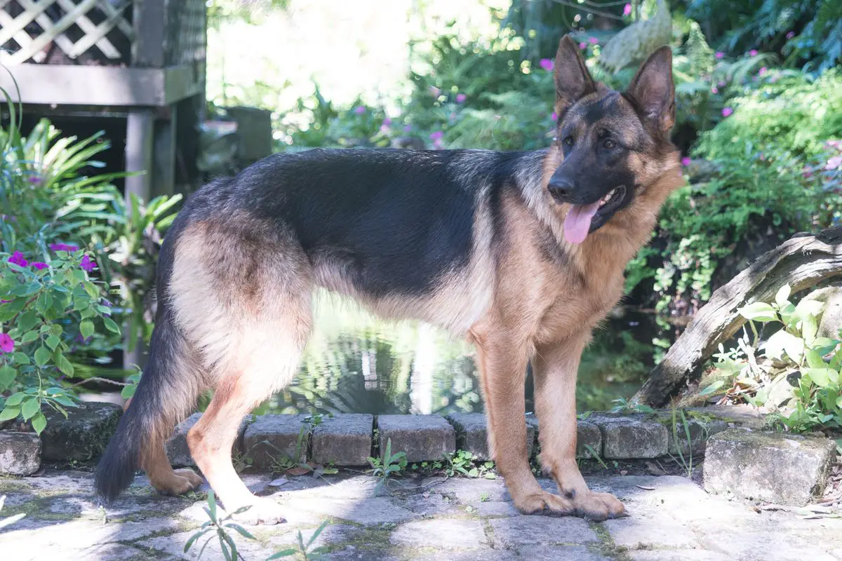 Lola Vom Regal Haus