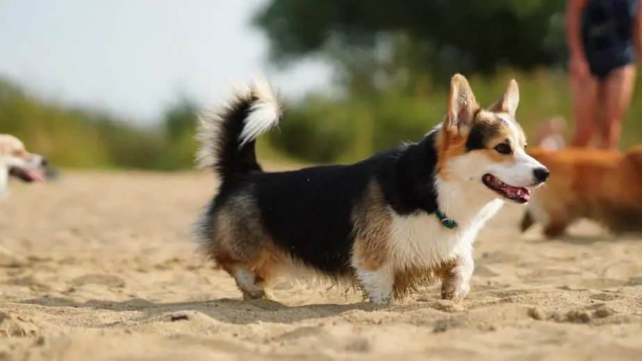 Deutscher Champion (Club & VDH) King Cosmo vom Kalimandscharo