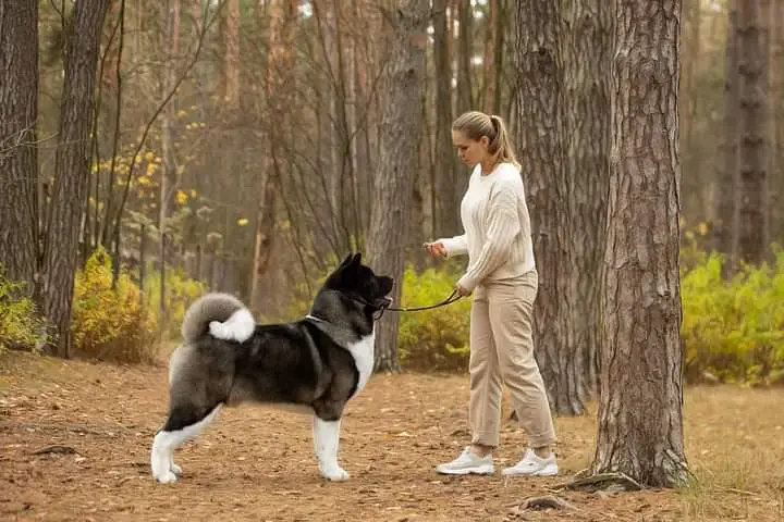 ЮЧР, ЧР, Т1 Restyl-ing Imperial