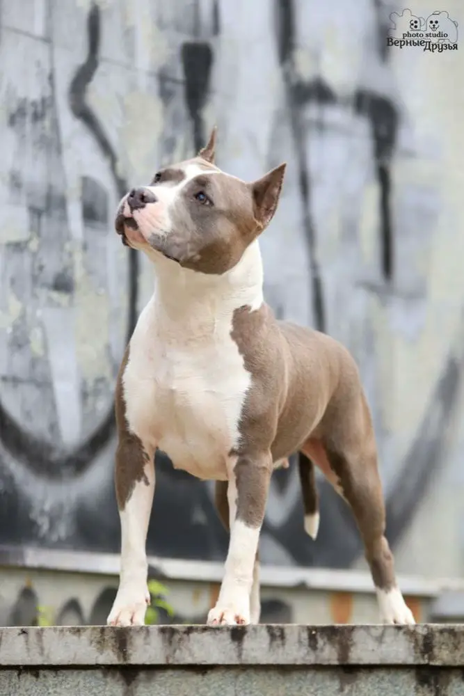 Champion of Russia Champion of RKF EVGEN POLI GRAN PRI