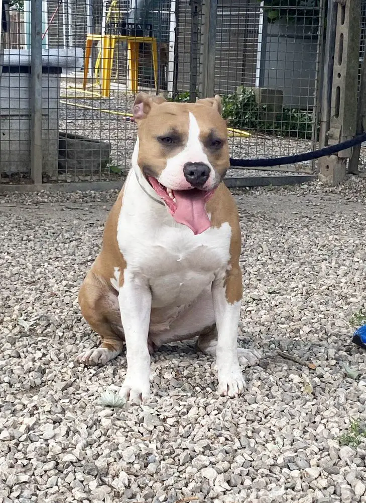 Contra Legem Luna Lovegood