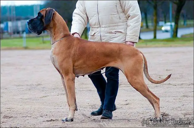 Faramuszka Z Kuźni Napoleońskiej