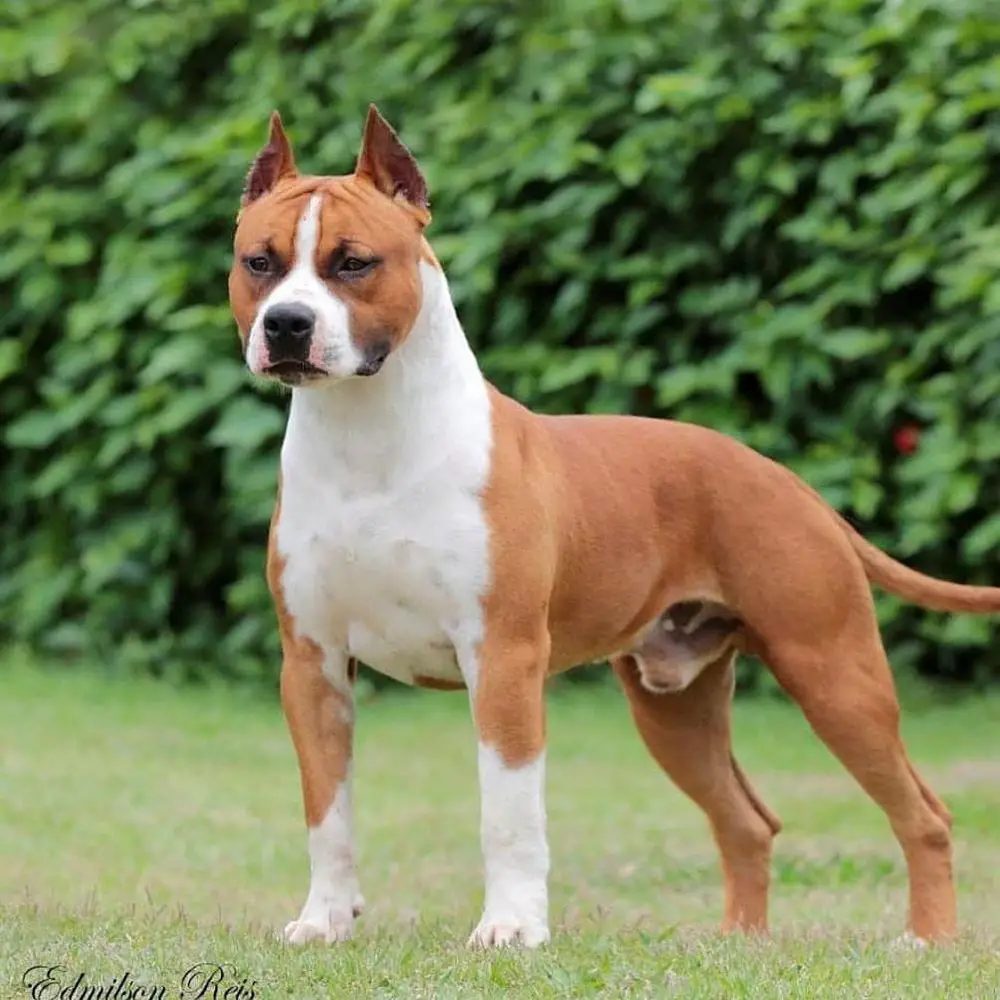 Brazilian Black Belt Yago