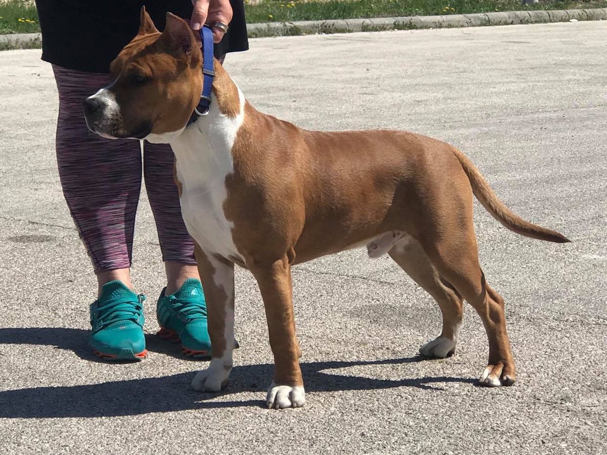 WHITE-amSTAFF Limited Edition