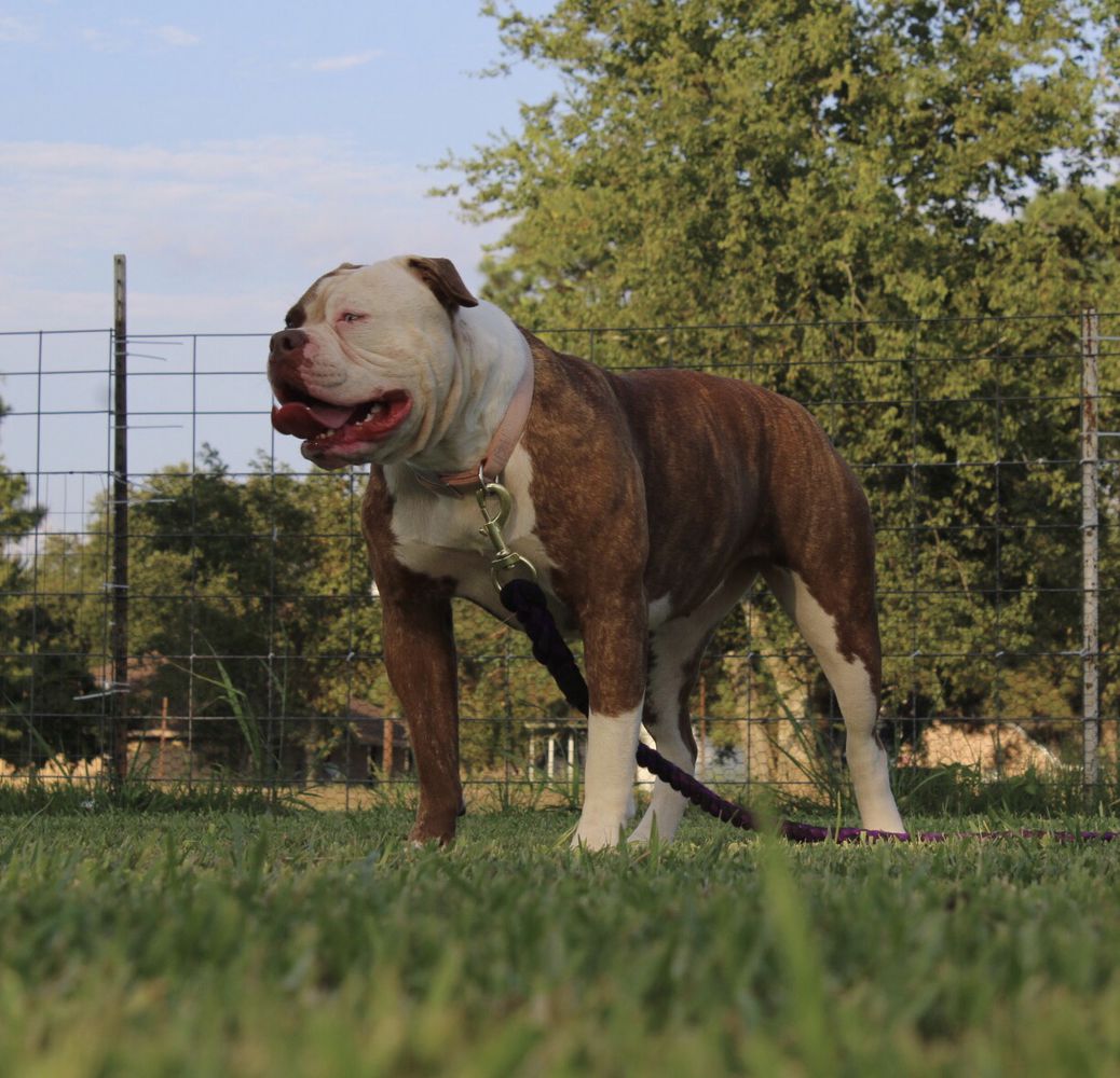 Cajun Country's Charlie by Cole Creek