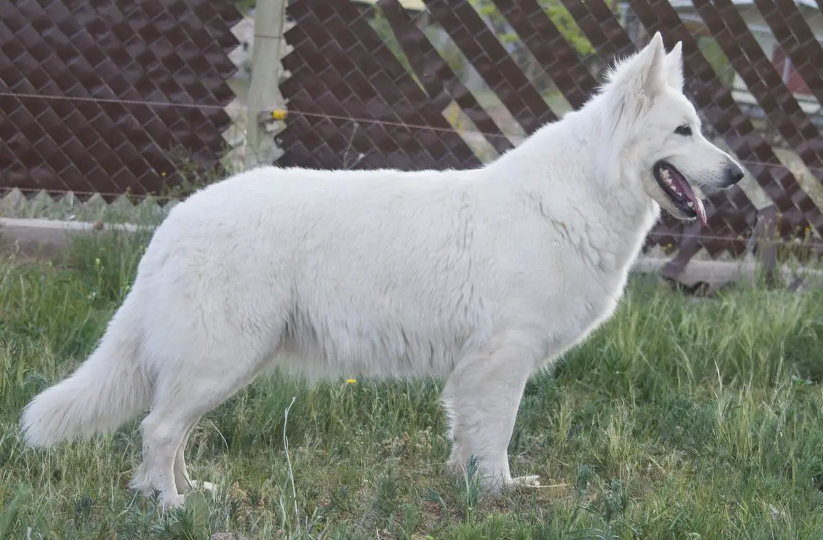 LARA CROFT Mountain Wolves