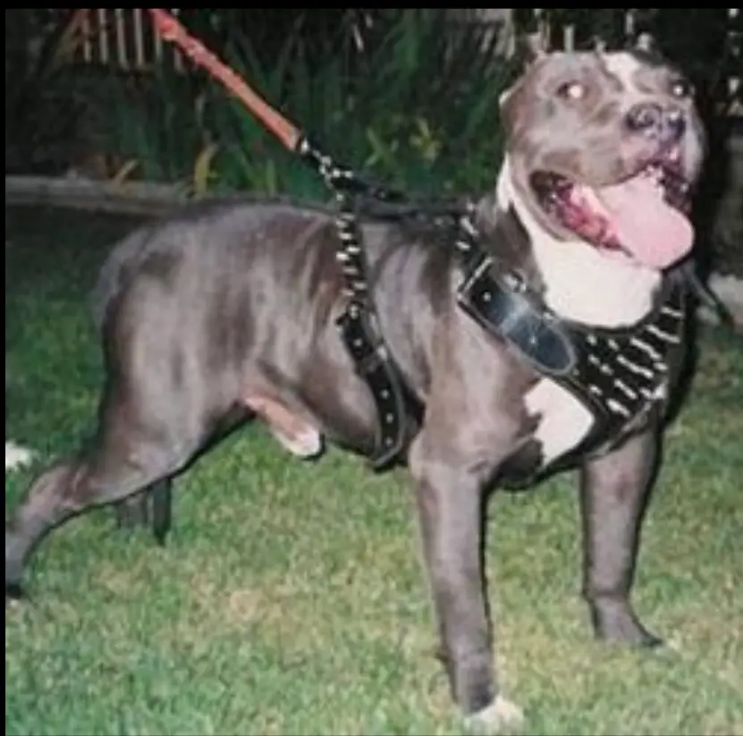 C & S BIG SNOOPY DOG