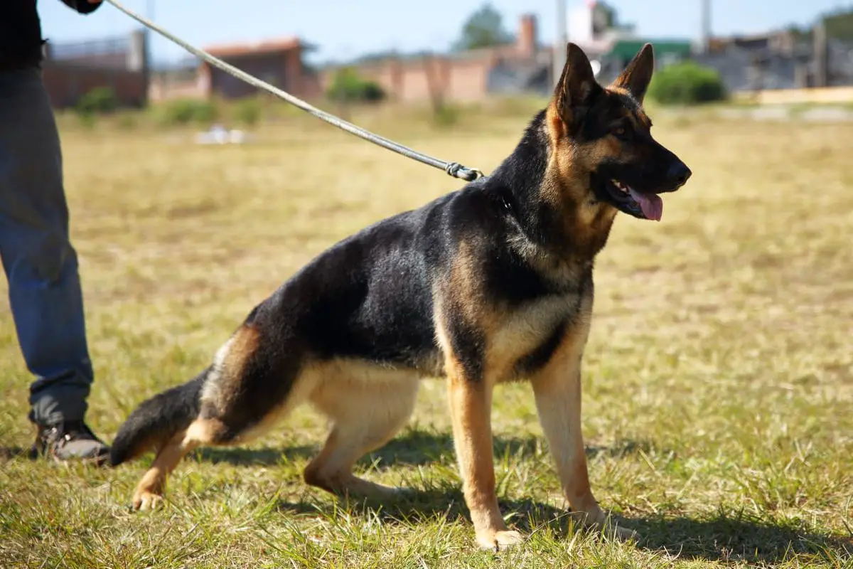 Yeni de Quinta de Lobos
