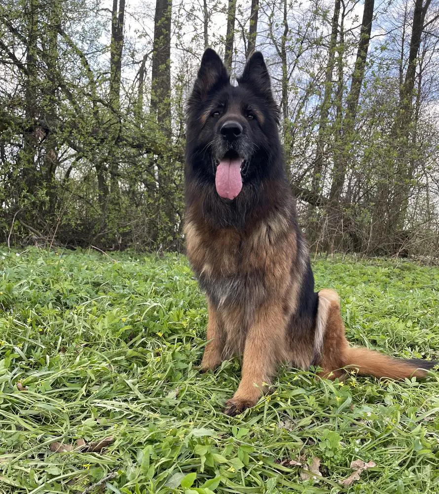 ISTA Marko