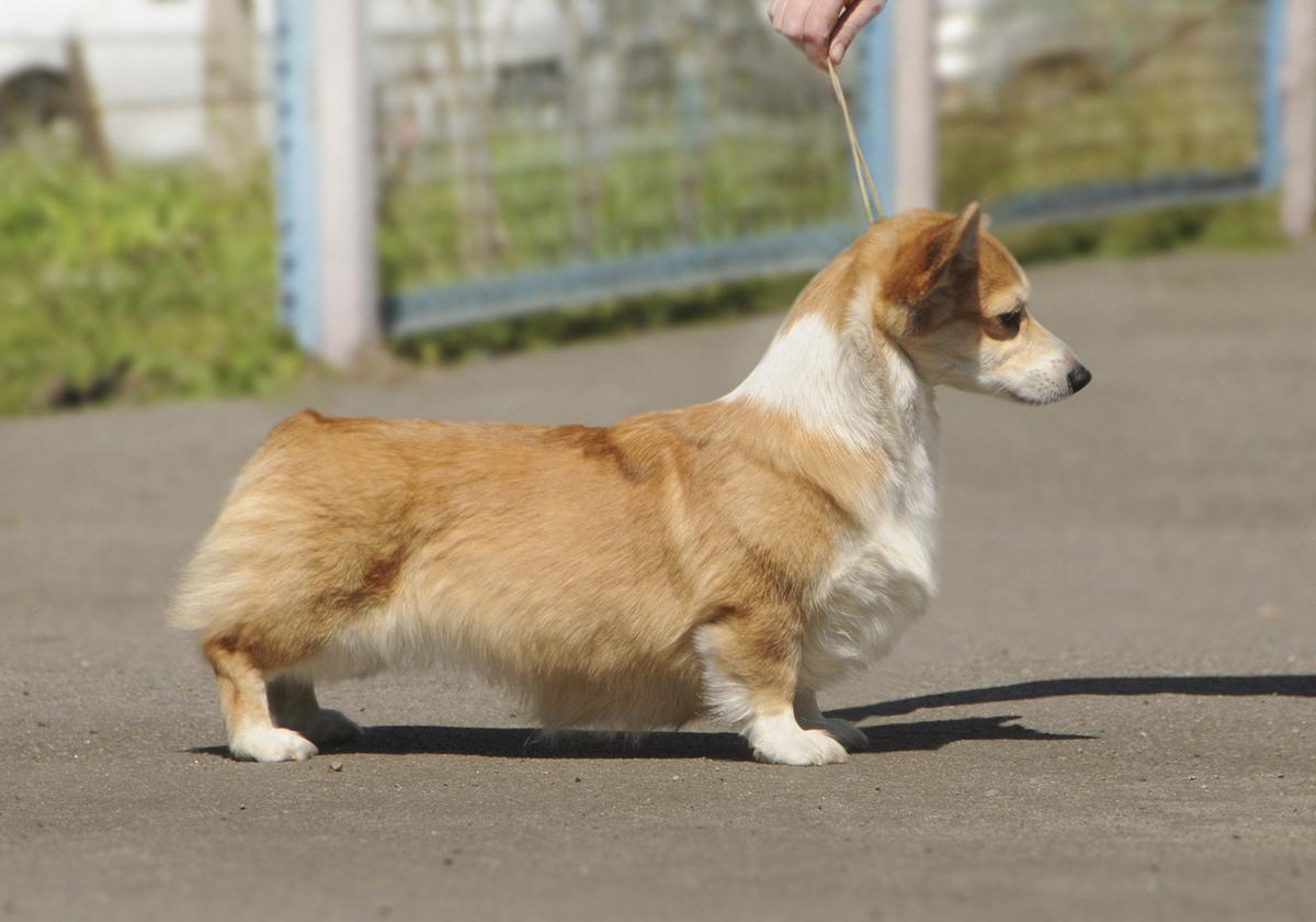 ILEN DREAM JUMP-AT-CHANCE (n/b)