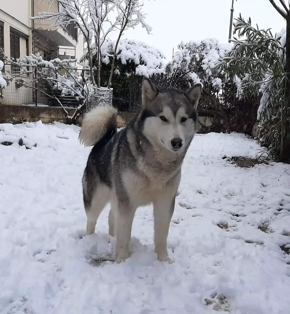 Kira (2019)