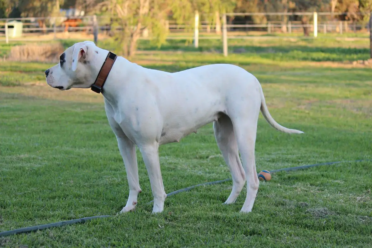Blue Ribbon Bloodstock Old Southern Oreithyia