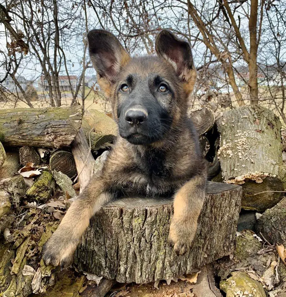 Yarick Vom Haus Beschutzer