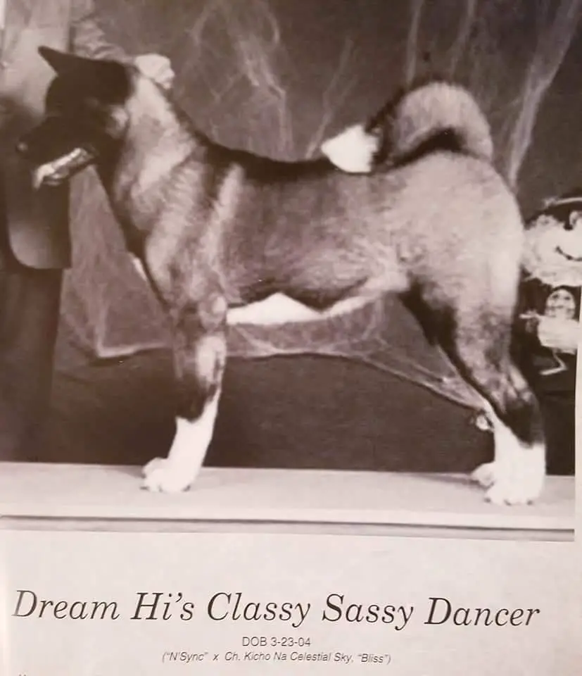 AKC CH Dream Hi Classy Sassy Dancer
