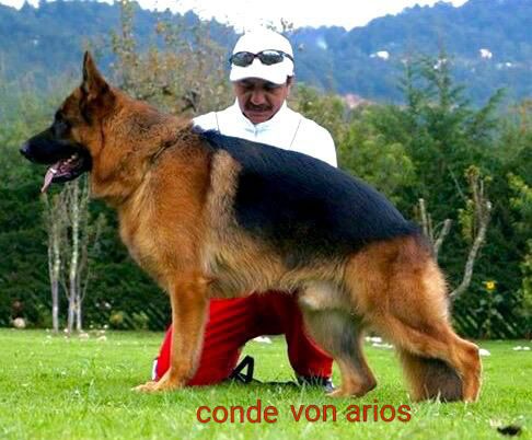 Conde von Arios