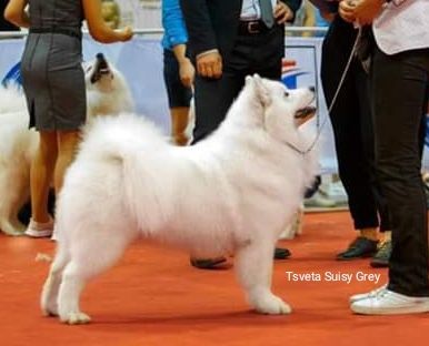 JCH RUS; CH RUS; GCH RUS; CH BLR; CH LIT; CH RKF; CHCLUB RUS Tsveta Suisy Grey