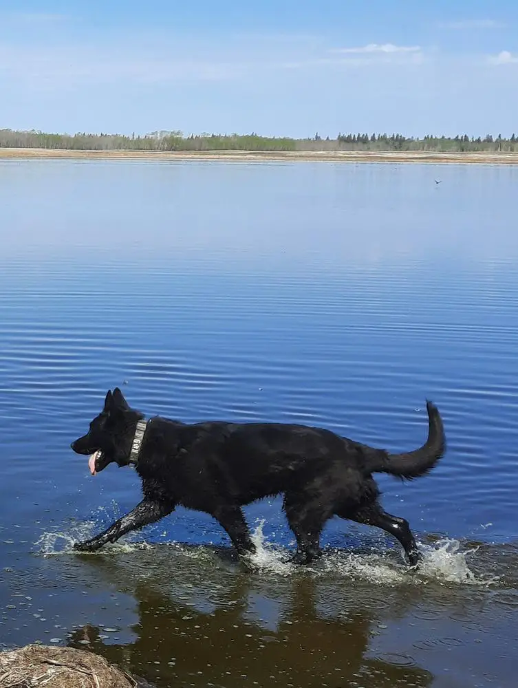 Ace Falco vom Ulvildens