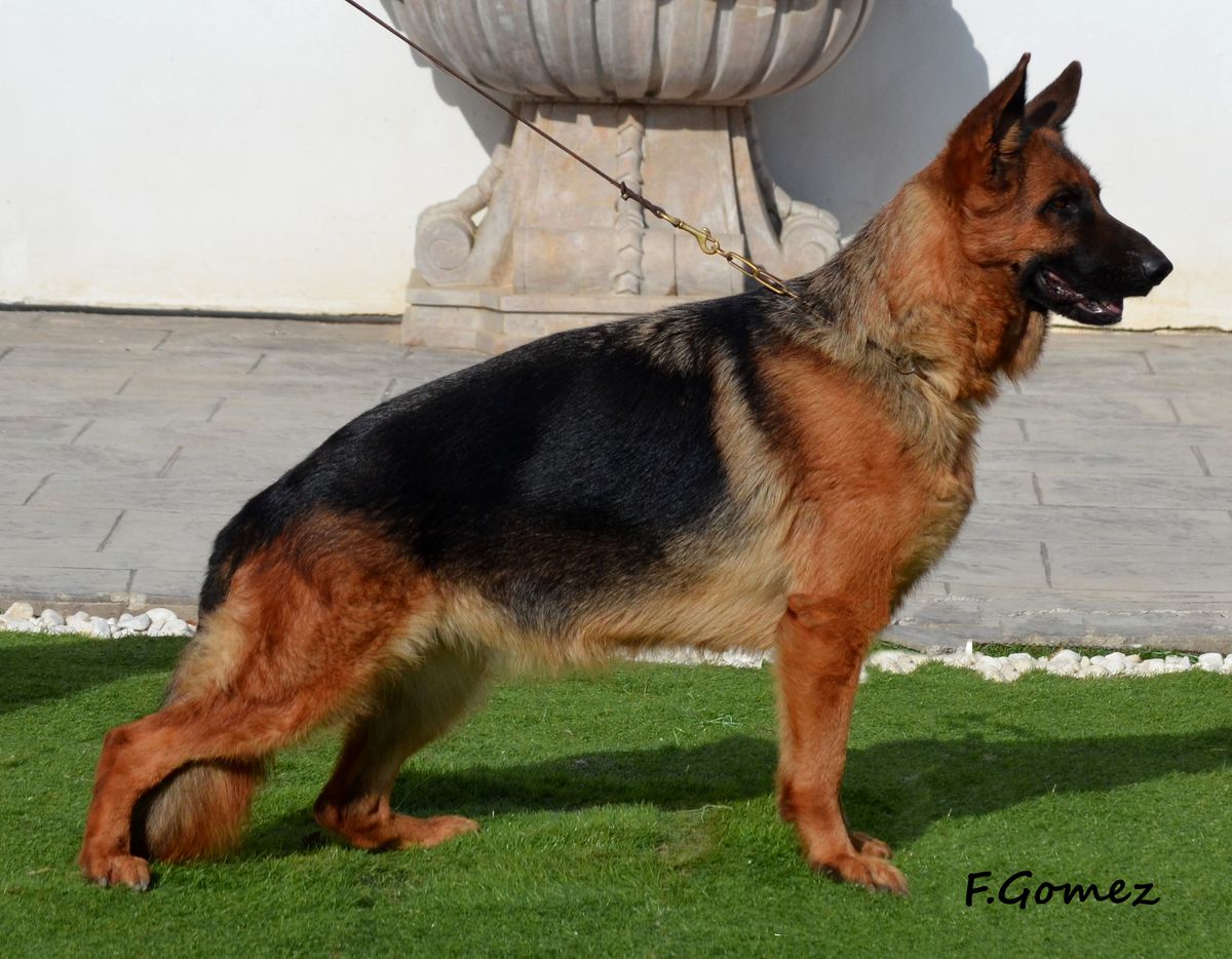 zouma de domus didacus