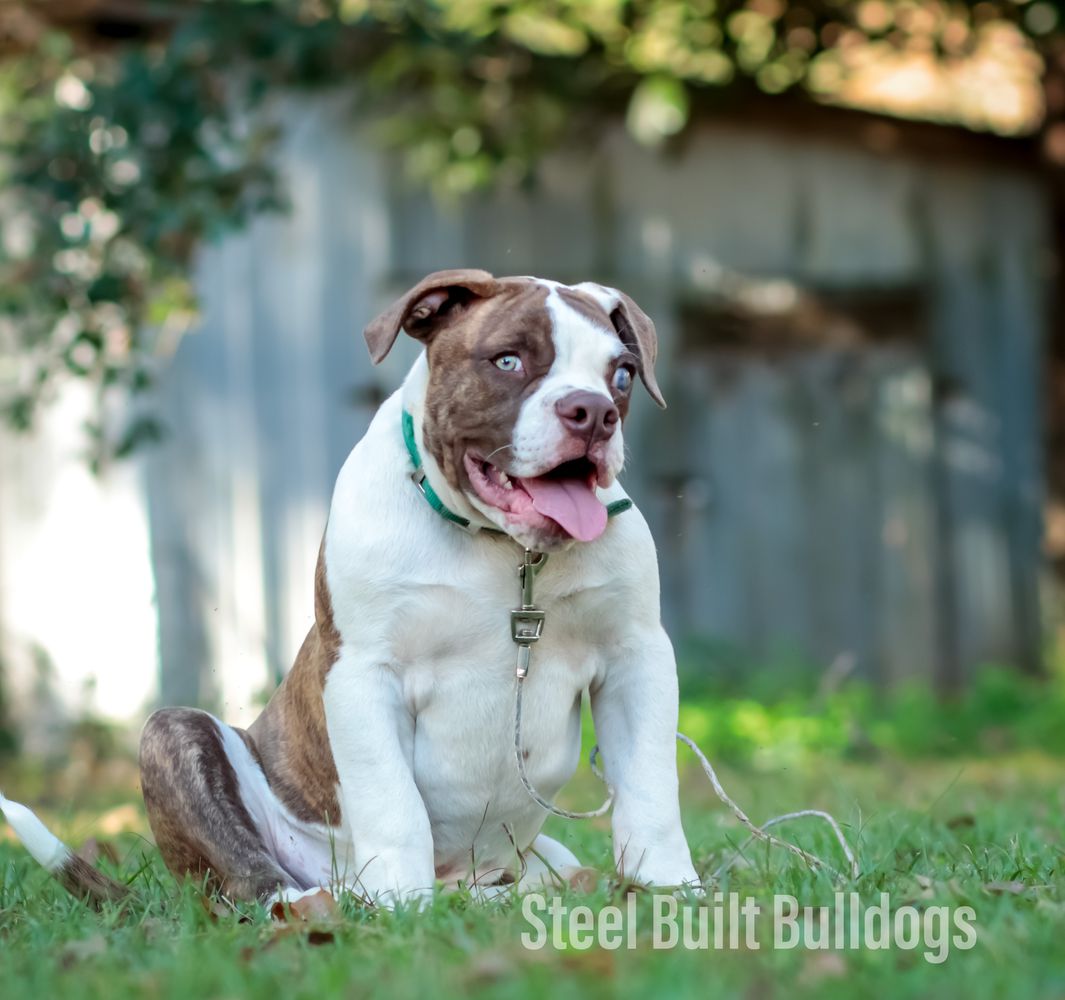 Steel Built Bulldog's Blind Side