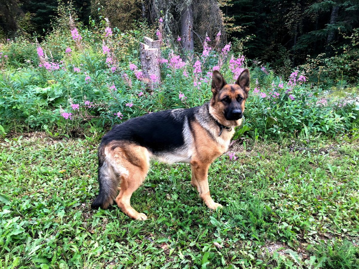Regal Katchina Von Shiphra
