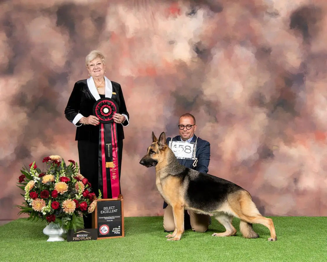 AOE Sel Ex GCH CH Kimberlite's My Cherie Amour