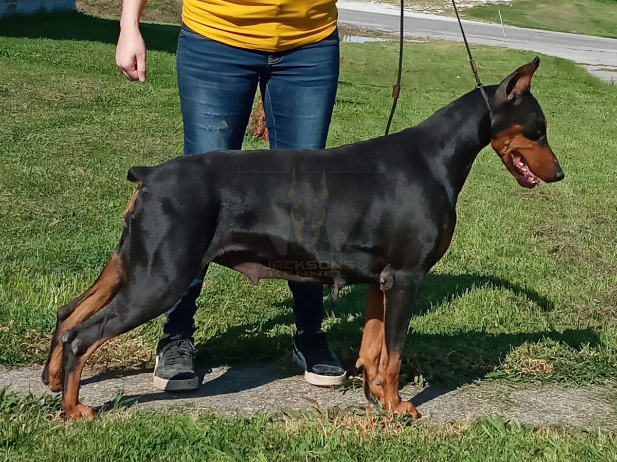 Jackson's Lavender Galaxy