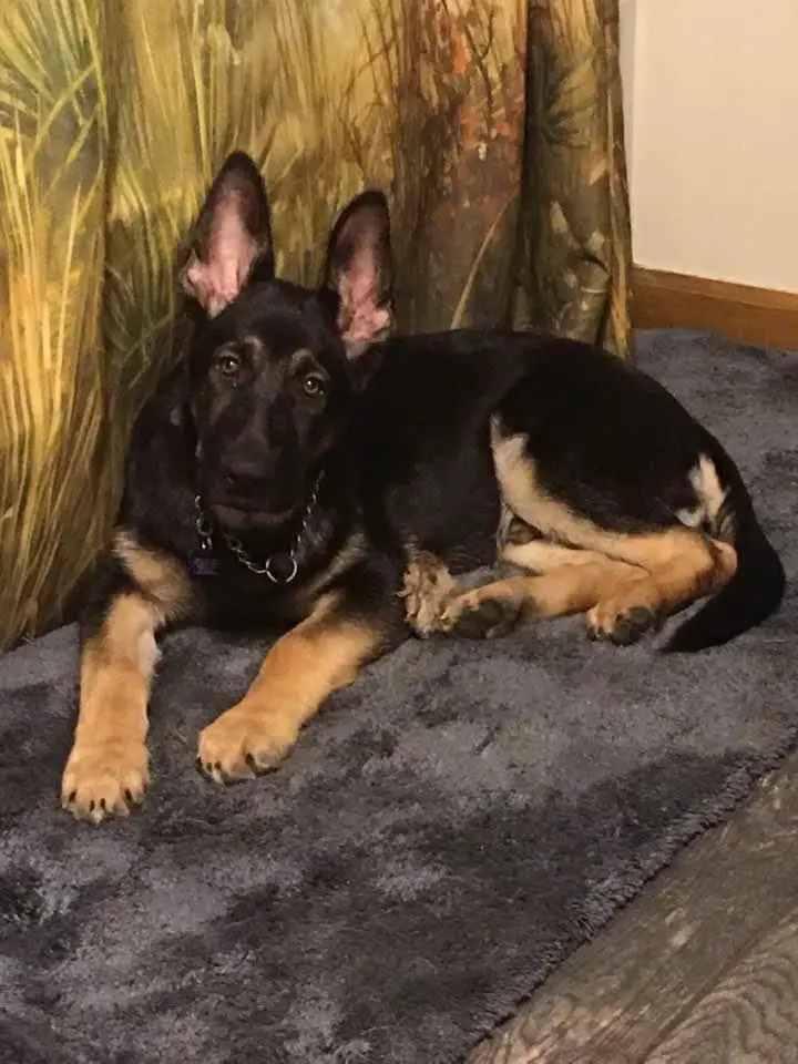 Dionysus von Drachenhaus