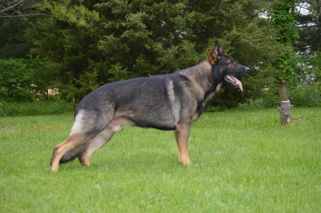 Taylers Blackjack Dealer