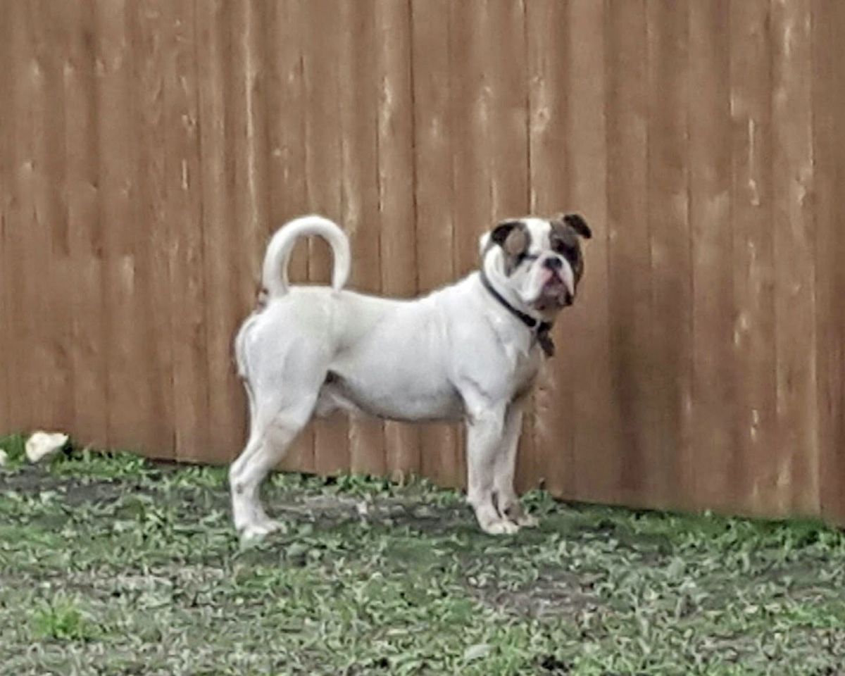Buff Bullies Perterbilt aka Young Deisel