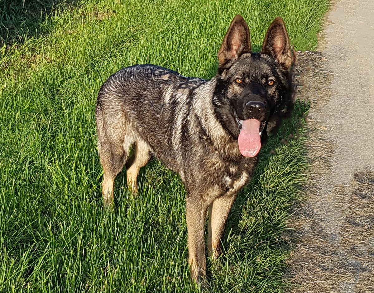 Fenja vom Altenburger Land