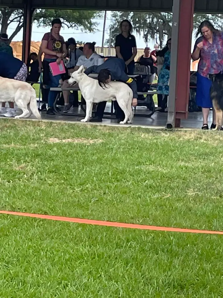 UKC CH., NatCH., Multi BOB., Multi Best of Males Zeus Vom House Savacium