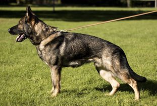 Bazi von Grosspriesen