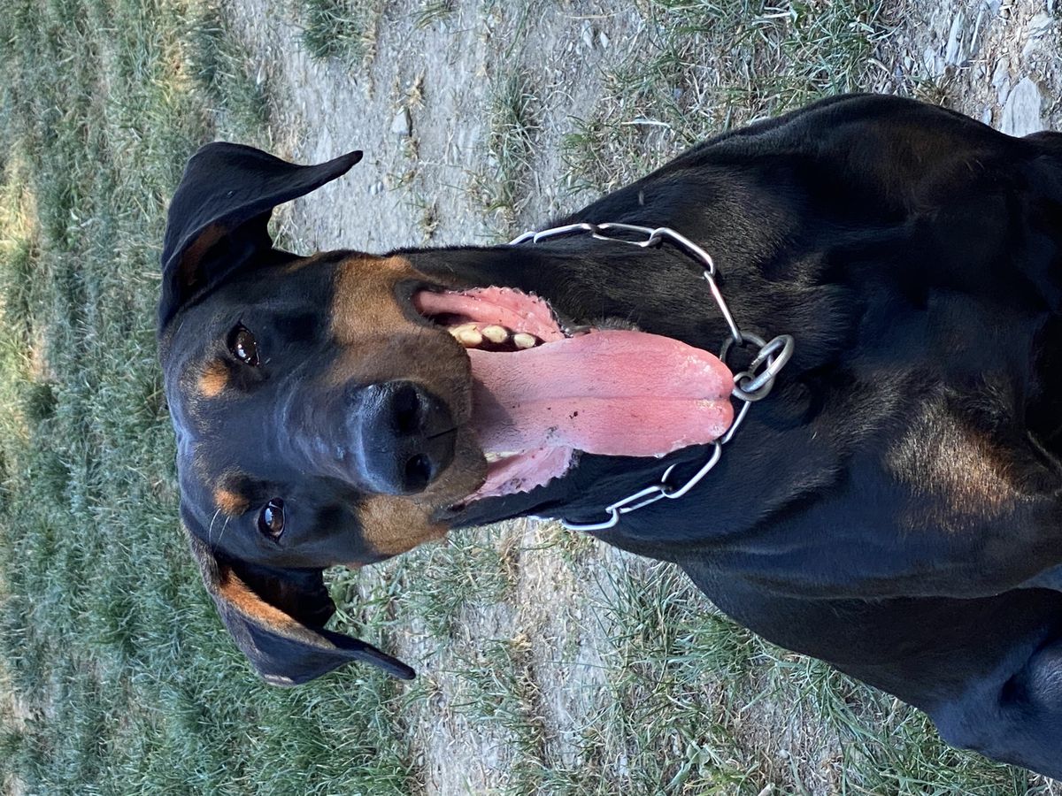 Cyrus vom Zenhof Leistungsblut