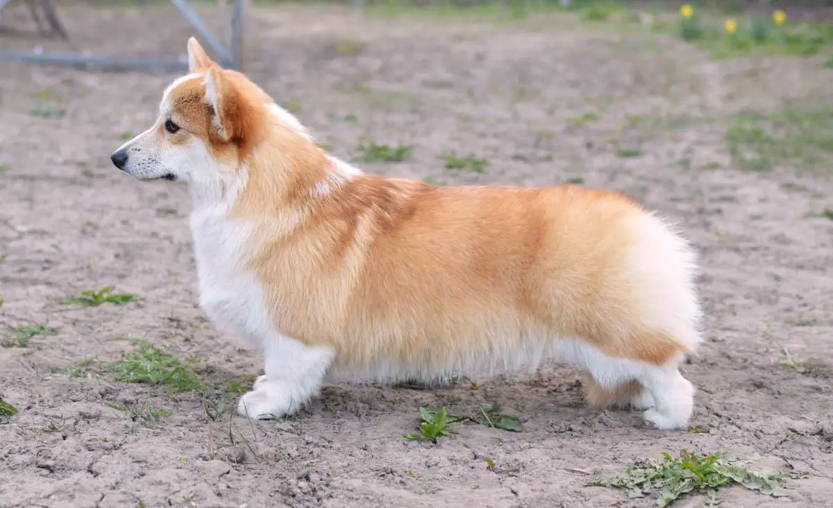 Sensation Faier Stalker