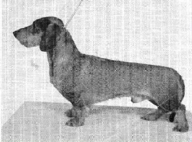 Jaktsportens Pucko II