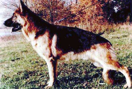 Wambo von Batu