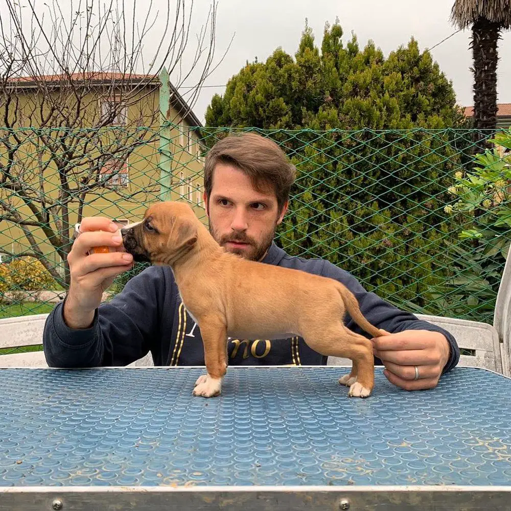 Golden Kyon Red Nikita