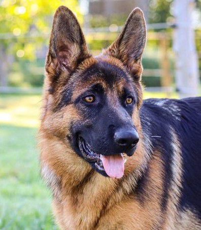 Greta von Pferdeland