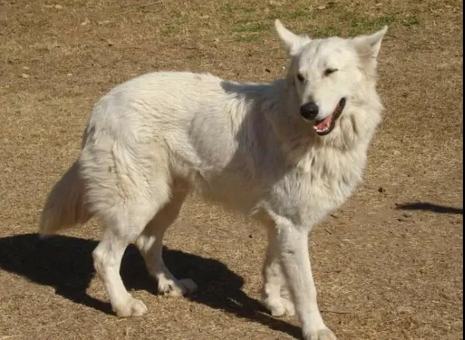 Los pastores del campo Boris