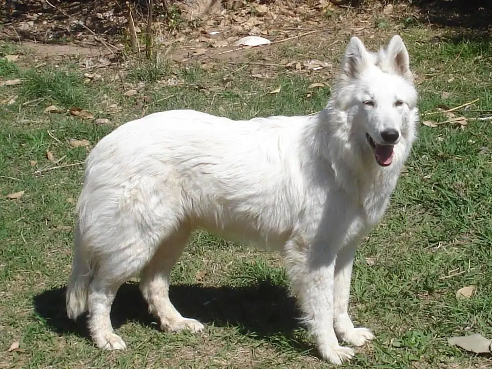 Regius Sombra