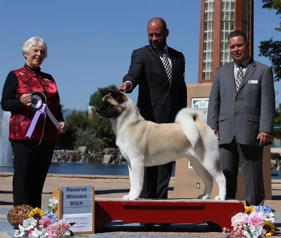 AKC/NOR/SWE/FIN CH Estava Rain Looking For Action